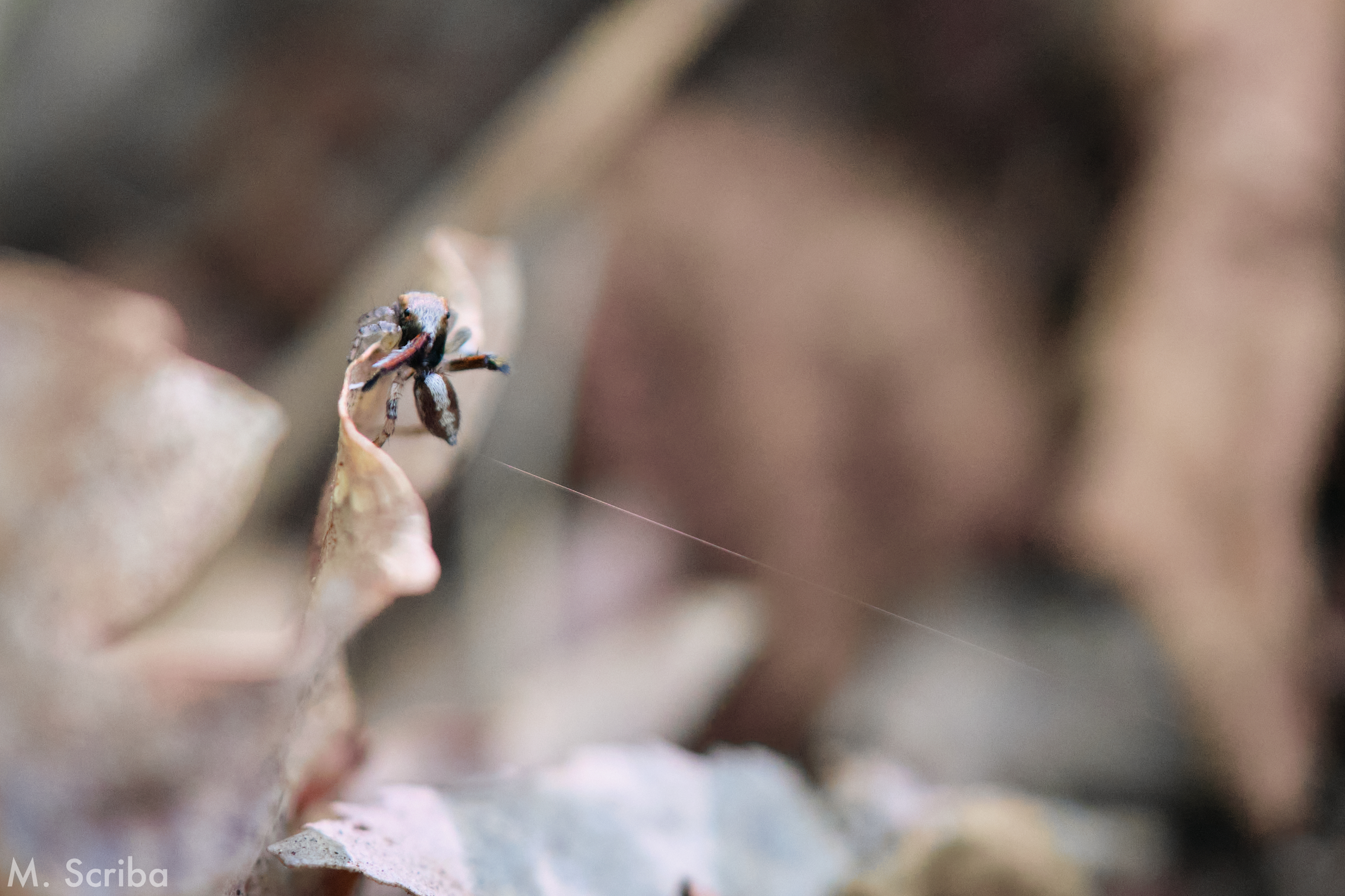 Saitis barbipes male with silk